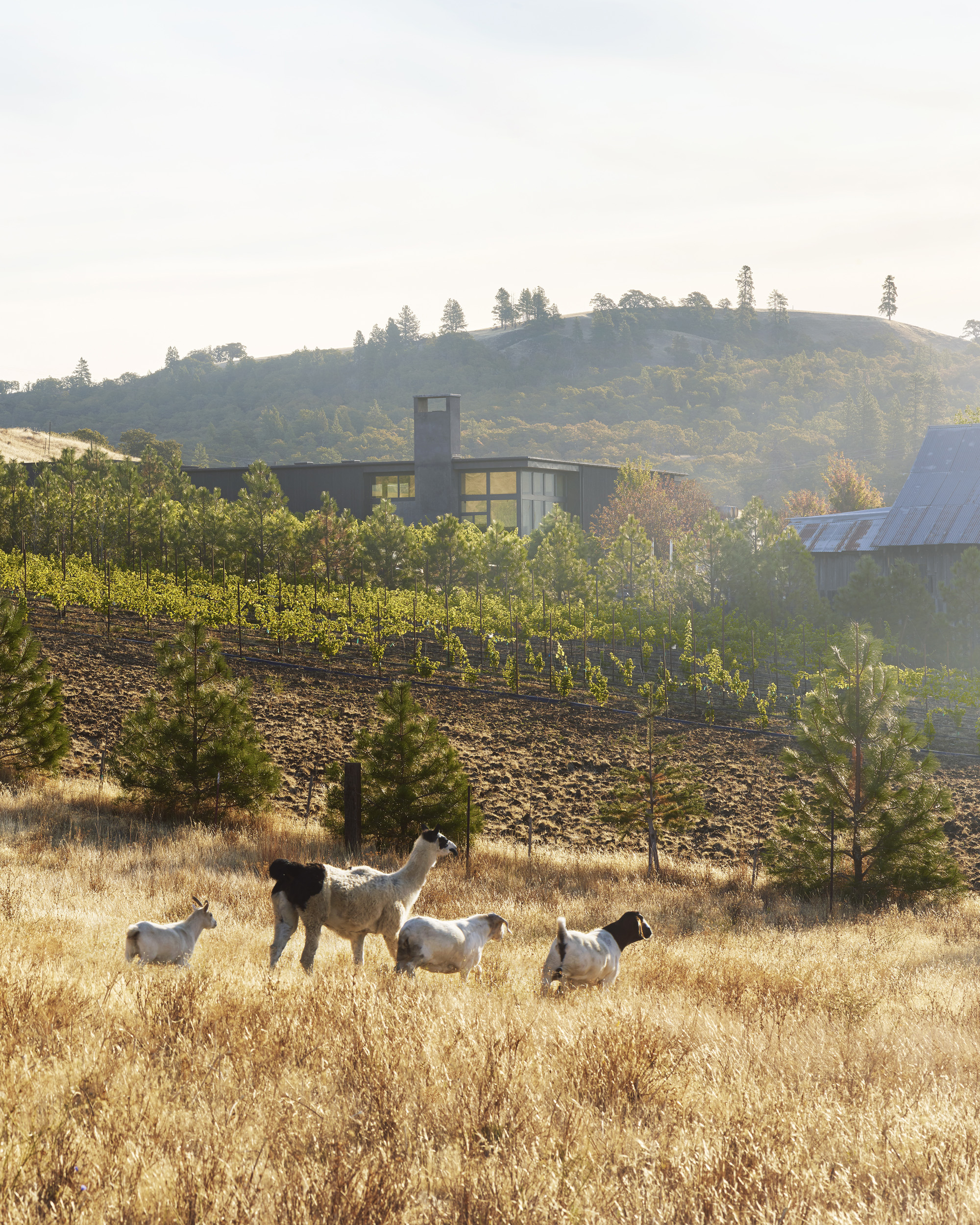 COR CELLARS BUILDING IN THE LANDSCAPE